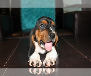 Basset Hound Puppy for sale in CISCO, TX, USA
