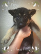 Small Photo #3 German Shepherd Dog Puppy For Sale in PIERCE CITY, MO, USA