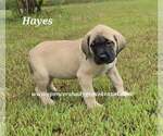 Small #1 Mastiff