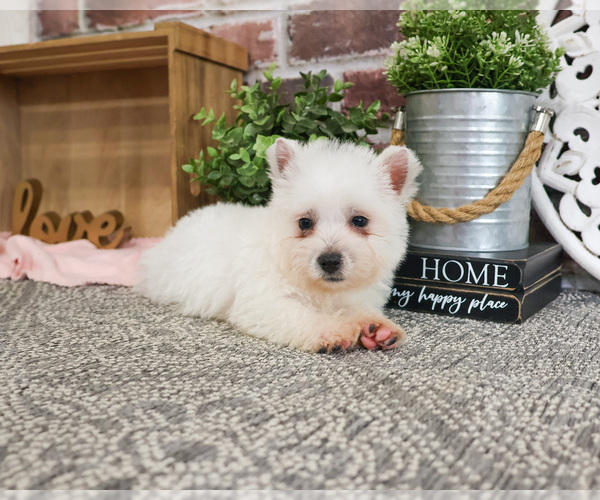Medium Photo #4 West Highland White Terrier Puppy For Sale in SYRACUSE, IN, USA