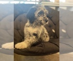 Small Photo #5 Labradoodle Puppy For Sale in STKN, CA, USA