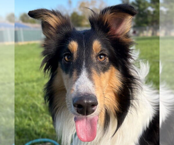 Medium Photo #1 Mutt Puppy For Sale in Jefferson, WI, USA