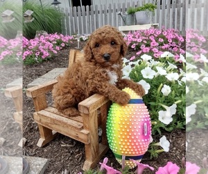 Poodle (Miniature) Puppy for sale in FREDERICKSBURG, OH, USA