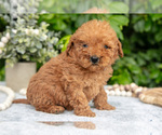 Small Photo #15 Goldendoodle (Miniature) Puppy For Sale in BERNE, IN, USA