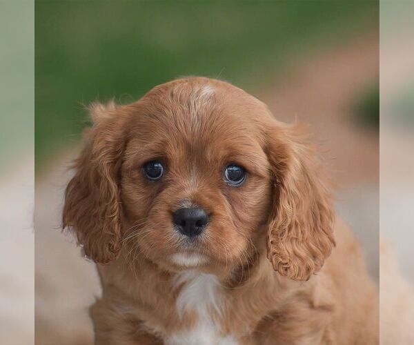 Medium Photo #1 Cavalier King Charles Spaniel Puppy For Sale in HONEY BROOK, PA, USA