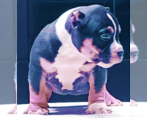 American Bully Puppy for sale in JOHNSTOWN, PA, USA