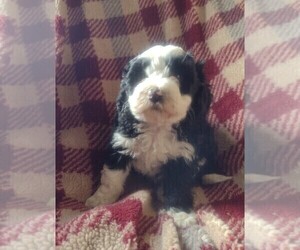 Bernedoodle (Miniature) Puppy for sale in PARKER, PA, USA