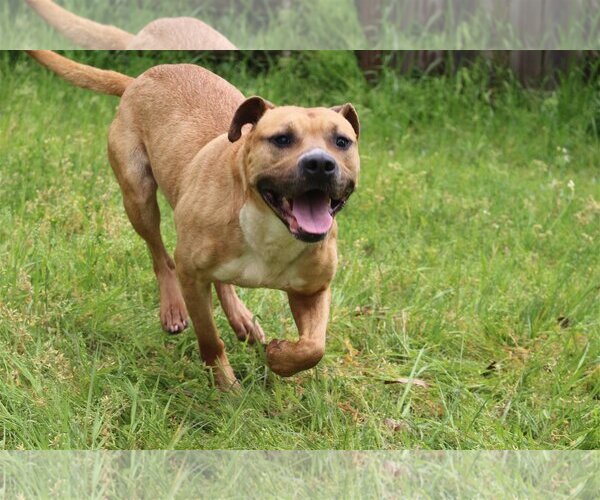 Medium Photo #2 American Staffordshire Terrier-Unknown Mix Puppy For Sale in Jackson, MS, USA