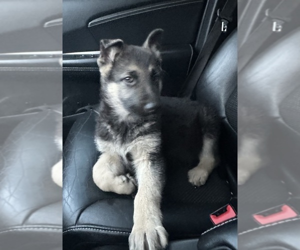 Medium Photo #3 German Shepherd Dog Puppy For Sale in ARMSTRONG, MO, USA