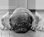 Small #2 Pug
