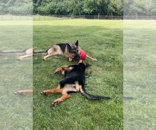 Medium Photo #3 German Shepherd Dog Puppy For Sale in Wheaton, IL, USA