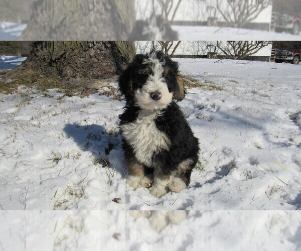 Medium Photo #2 Bernedoodle Puppy For Sale in BIG ROCK, IL, USA