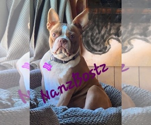 Mother of the Boston Terrier puppies born on 12/07/2024