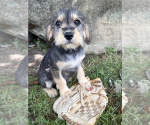 Schnoodle (Miniature) Puppy for sale in MIDDLEBURY, IN, USA