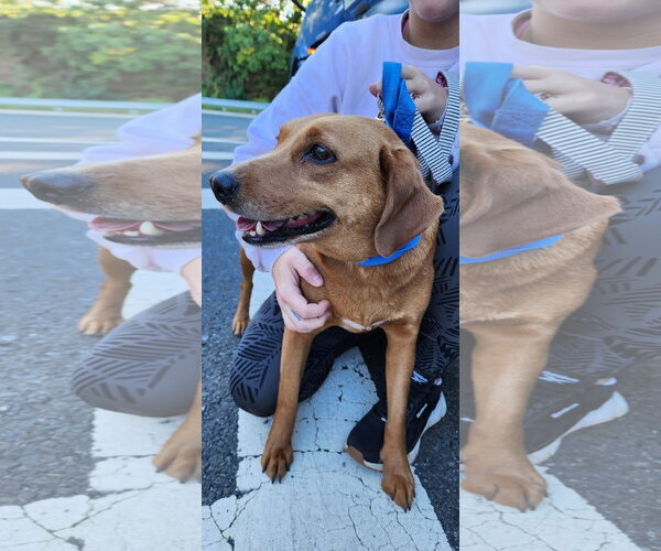 Medium Photo #1 Labbe Puppy For Sale in Oakhurst, NJ, USA
