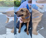 Jane - sweet mamma - Female Labbe Dog for Adoption - Small photo