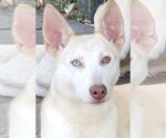 Small Photo #4  Puppy For Sale in , 
