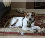 Small Photo #9 American Bulldog-Unknown Mix Puppy For Sale in Lakewood, CO, USA