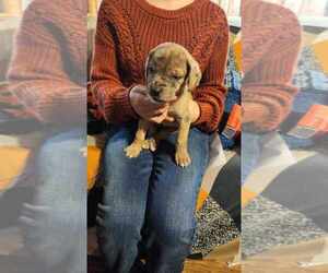 Great Dane Puppy for sale in PEACE VALLEY, MO, USA
