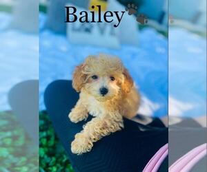 Poodle (Toy) Puppy for sale in ALGOOD, TN, USA