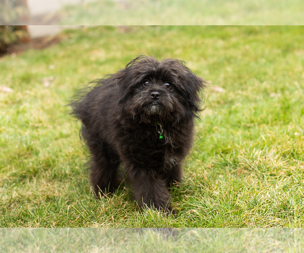 Medium Photo #2 Pomeranian-Poodle (Toy) Mix Puppy For Sale in NAPPANEE, IN, USA