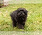 Small Photo #2 Pomeranian-Poodle (Toy) Mix Puppy For Sale in NAPPANEE, IN, USA