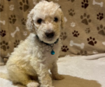 Small Photo #5 Poodle (Standard) Puppy For Sale in RALEIGH, NC, USA