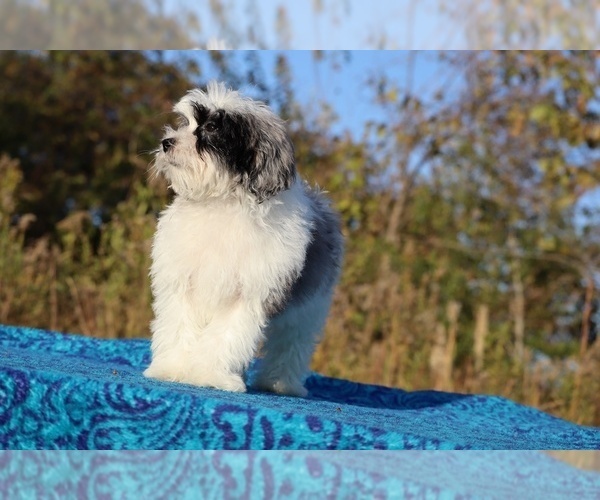 Medium Photo #20 ShihPoo Puppy For Sale in DYERSBURG, TN, USA