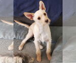 Small #6 Jack Russell Terrier Mix