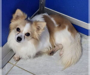 Chihuahua Dogs for adoption in Walnutport, PA, USA