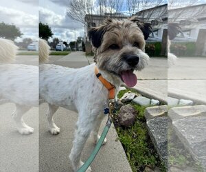 Border Terrier-Unknown Mix Dogs for adoption in Newport Beach, CA, USA