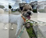 Small Photo #1 Border Terrier-Unknown Mix Puppy For Sale in Newport Beach, CA, USA