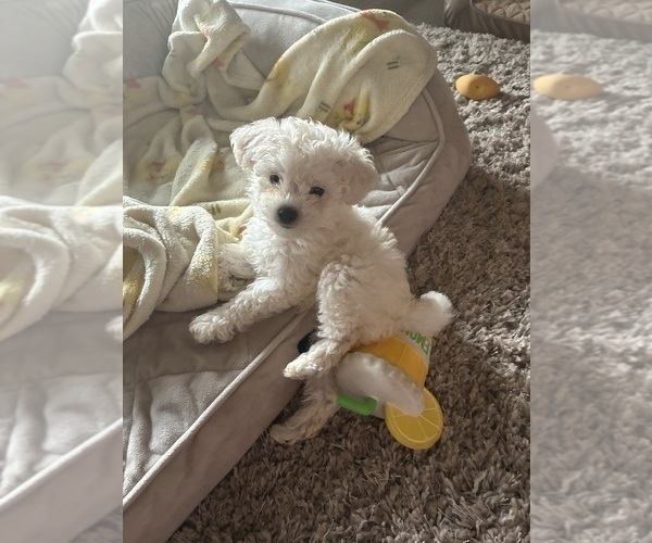 Medium Photo #2 Maltipoo (Miniature) Puppy For Sale in LA PUENTE, CA, USA