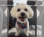 Small #1 Maltipoo (Miniature)