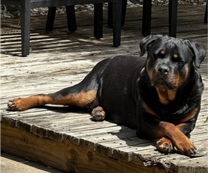 Mother of the Rottweiler puppies born on 05/03/2023