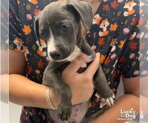 Moxley - Male Labrador Retriever-Unknown Mix Dog for Adoption - Photo #2