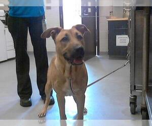 Black Mouth Cur Dogs for adoption in Fayetteville, NC, USA