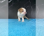Small #13 Boston Terrier
