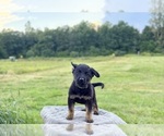 Small #5 German Shepherd Dog