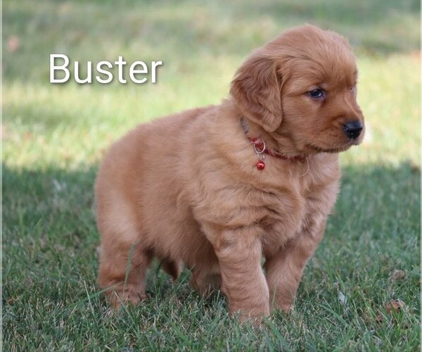 Medium Photo #1 Golden Retriever Puppy For Sale in LOYAL, WI, USA