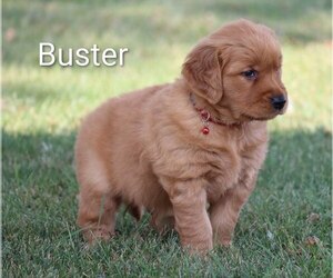 Golden Retriever Puppy for sale in LOYAL, WI, USA