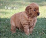 Image preview for Ad Listing. Nickname: AKC Buster