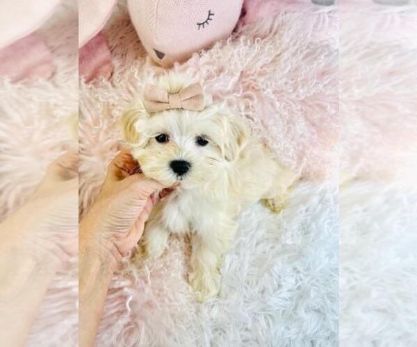 Medium Photo #2 Maltese Puppy For Sale in PEMBROKE PINES, FL, USA