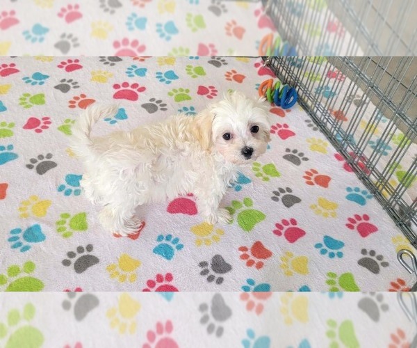 Medium Photo #11 Maltipoo (Toy) Puppy For Sale in ORO VALLEY, AZ, USA