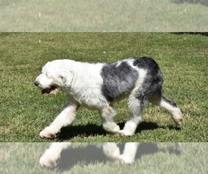 Father of the Old English Sheepdog puppies born on 09/24/2023