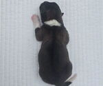 Puppy Akira Akita