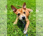 Small #26 Boston Terrier Mix