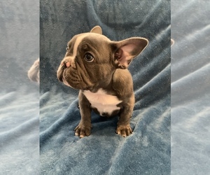 French Bulldog Puppy for sale in AUSTIN, TX, USA