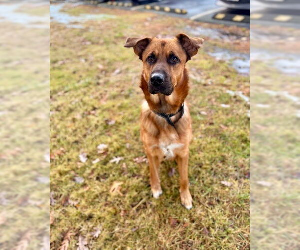 Medium Photo #1 German Shepherd Dog Puppy For Sale in Dedham, MA, USA