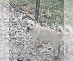 Small #1 Chihuahua Mix